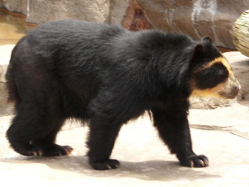 メガネグマの写真・画像