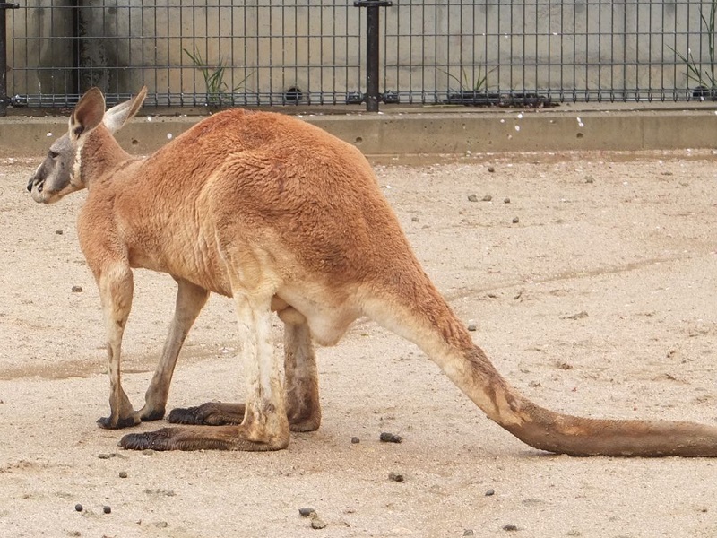 アカカンガルーの写真・画像