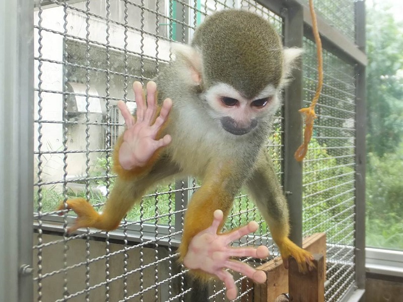 コモンリスザルの写真・画像
