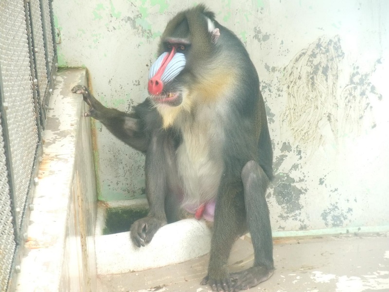 マンドリルの写真・画像