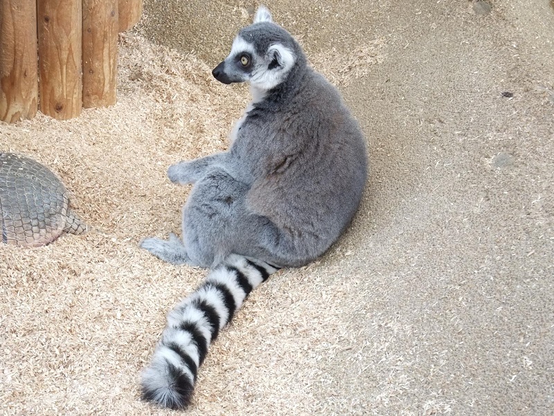 ワオキツネザルの写真・画像