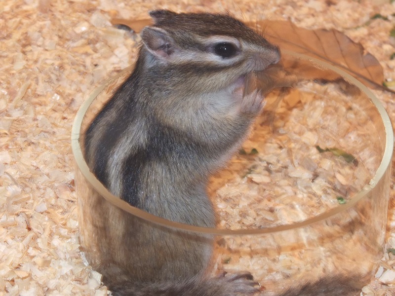 シマリスの写真・画像