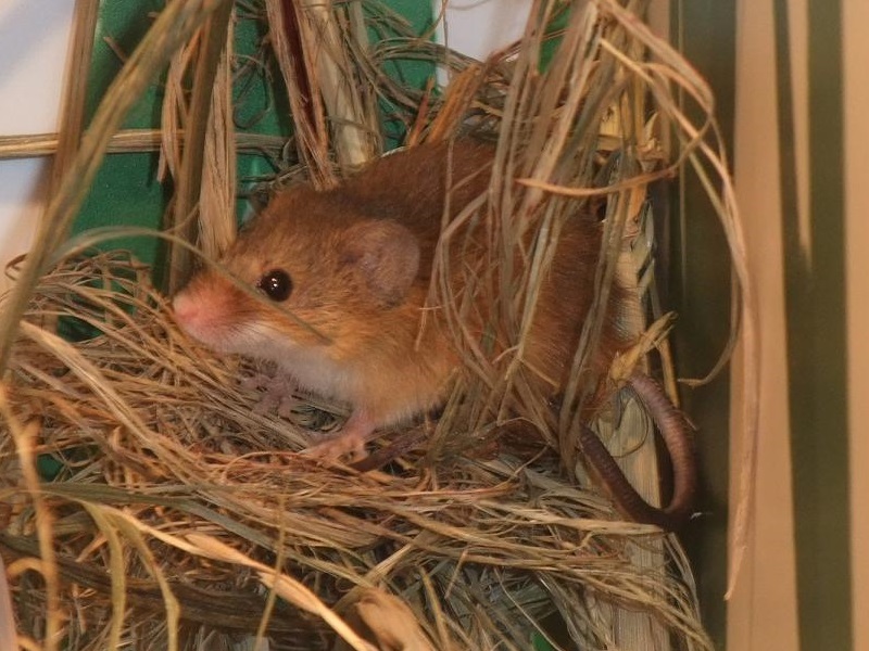 カヤネズミの写真・画像