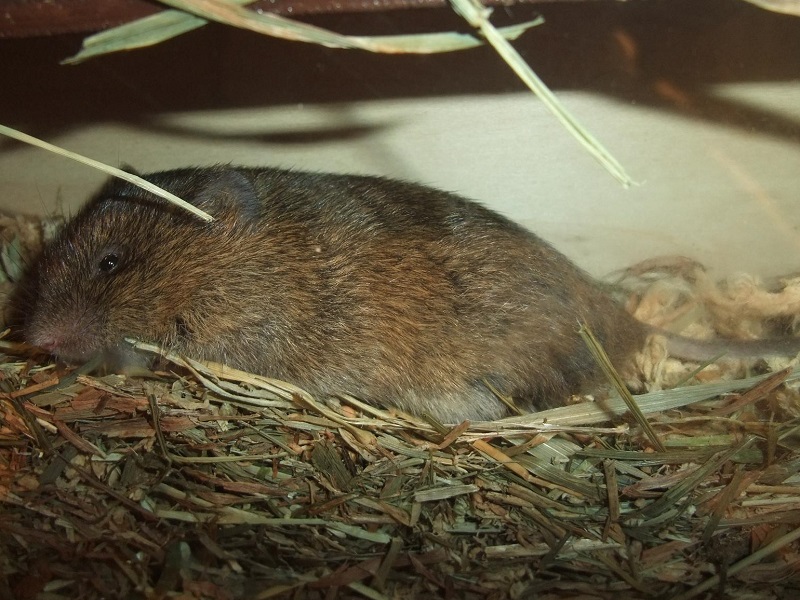 ハタネズミの写真・画像