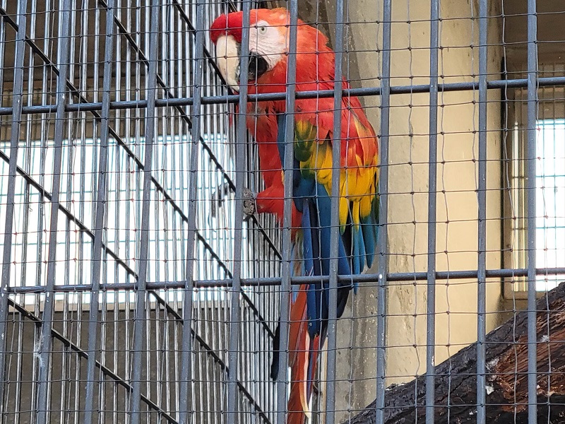アカコンゴウインコの写真・画像