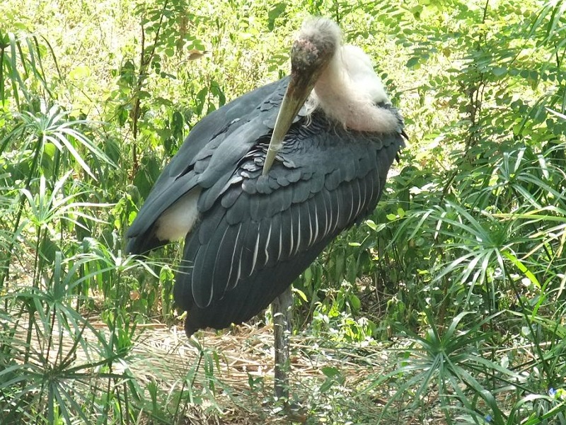 アフリカハゲコウの写真・画像