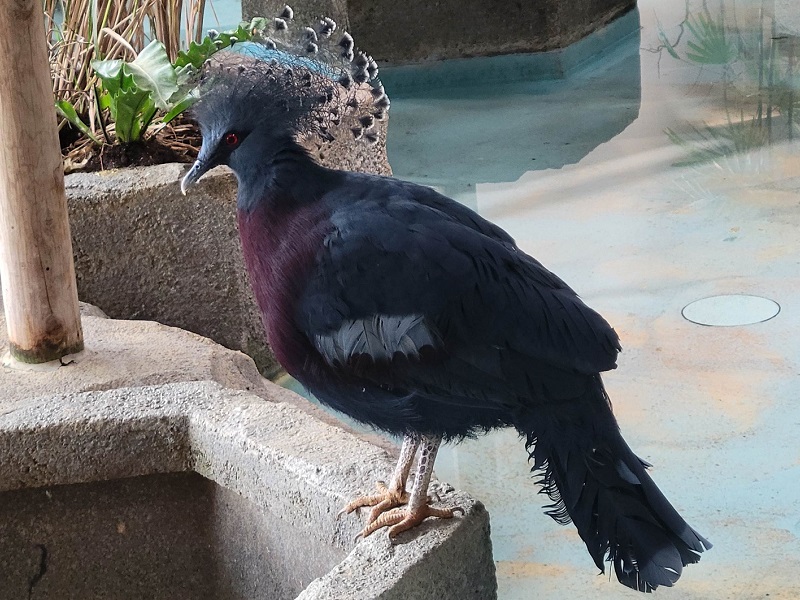 オウギバトの写真・画像