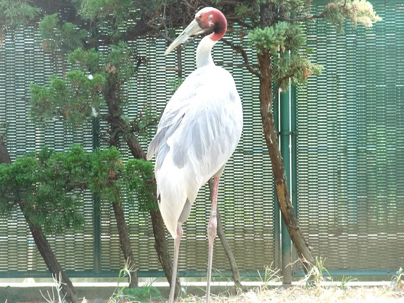 オオヅルの写真・画像