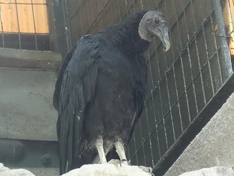 クロコンドルの写真・画像