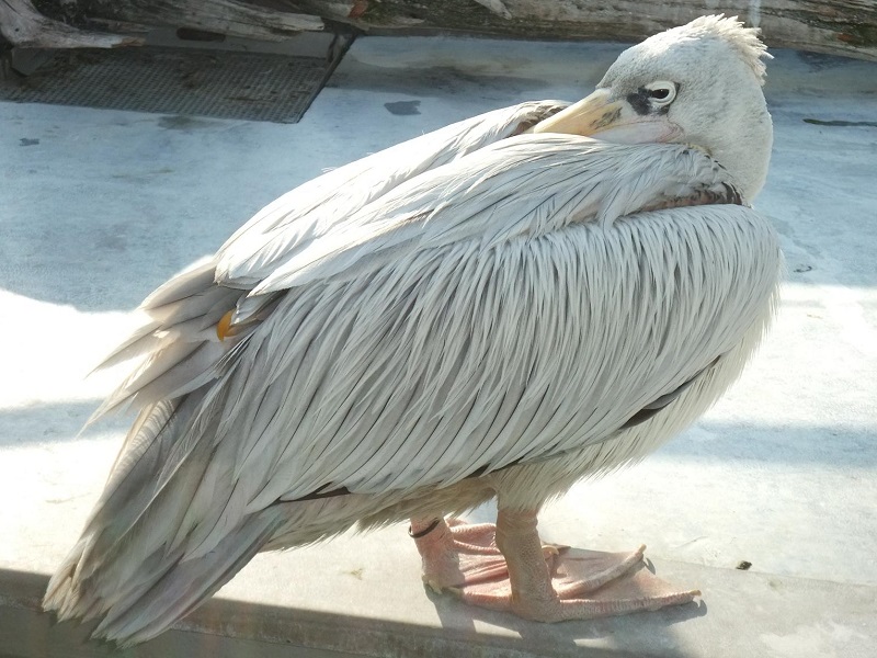 コシベニペリカンの写真・画像
