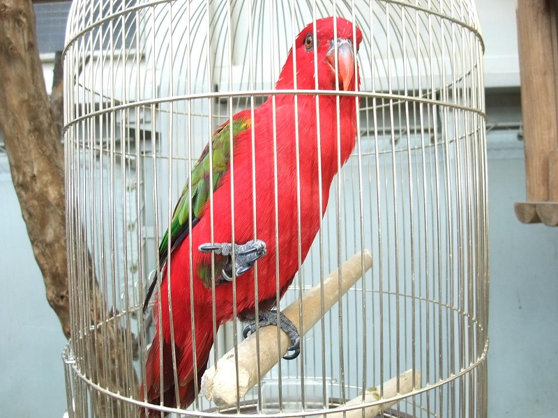 ショウジョウインコの写真・画像