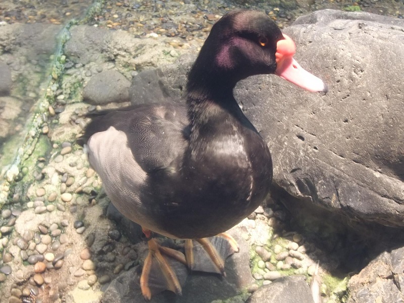 ベニバシガモの写真・画像