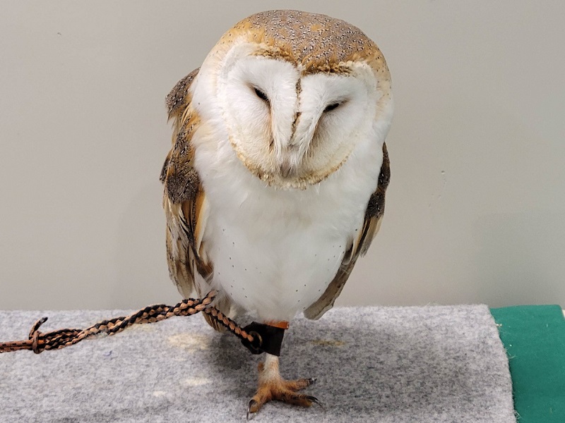 メンフクロウの写真・画像