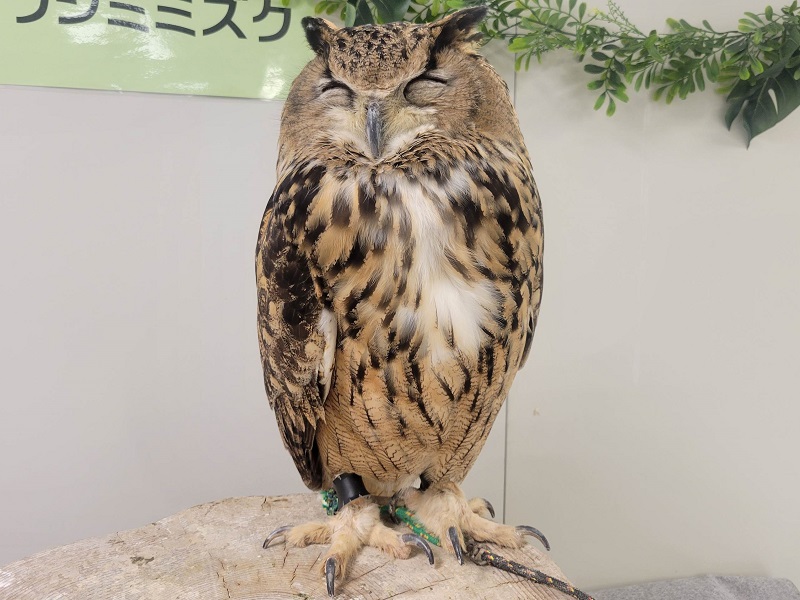 ユーラシアワシミミズクの写真・画像