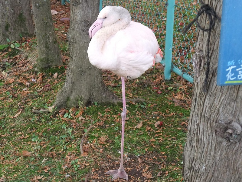 ヨーロッパフラミンゴの写真・画像
