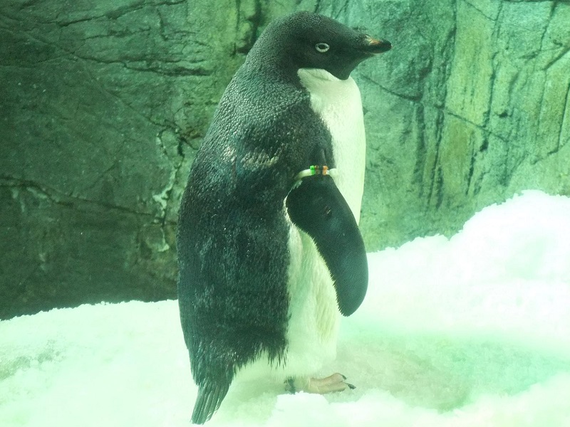 アデリーペンギンの写真・画像