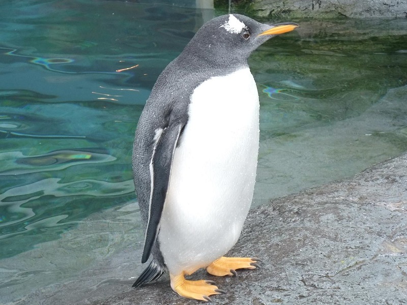 ジェンツーペンギンの写真・画像