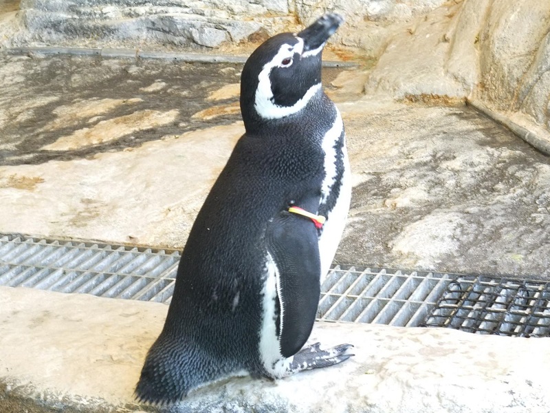マゼランペンギンの写真・画像