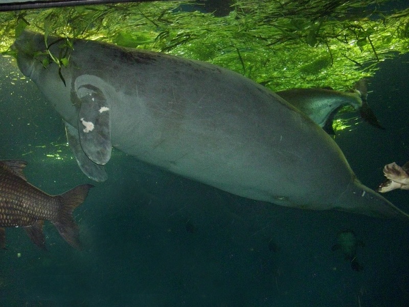 アフリカマナティーの写真・画像