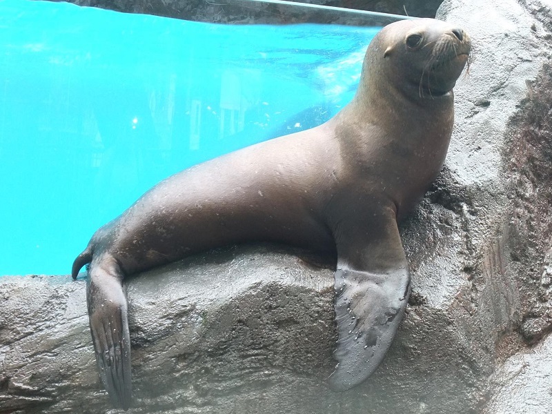 オタリアの写真・画像