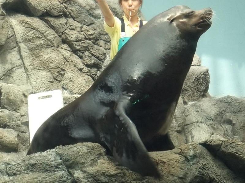 カリフォルニアアシカの写真・画像