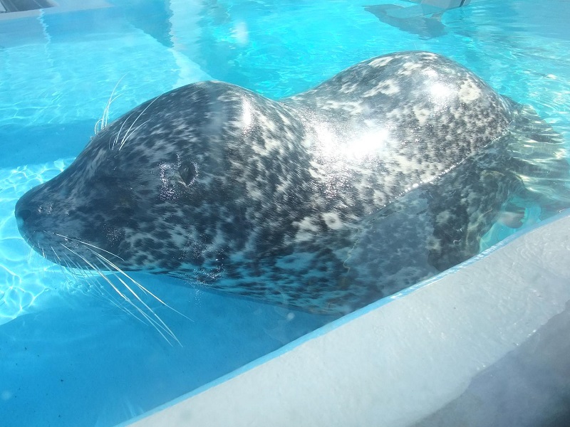 ゼニガタアザラシの写真・画像