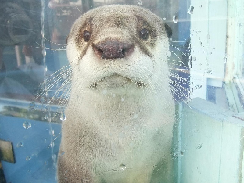 ツメナシカワウソの写真・画像