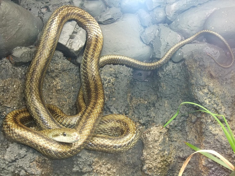アオダイショウの写真・画像