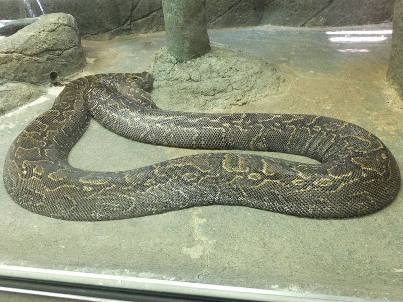 アフリカニシキヘビの写真・画像