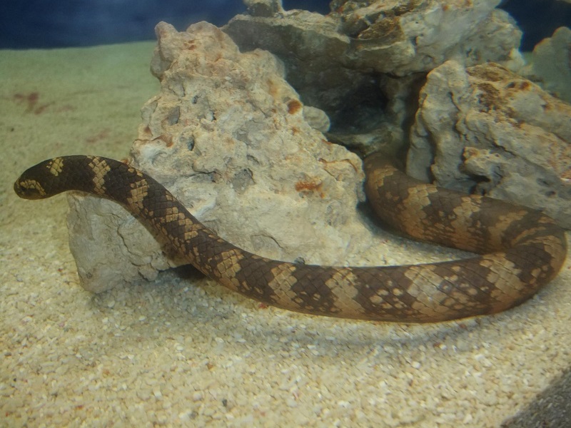 イイジマウミヘビの写真・画像