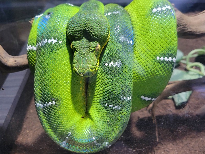 エメラルドツリーボアの写真・画像