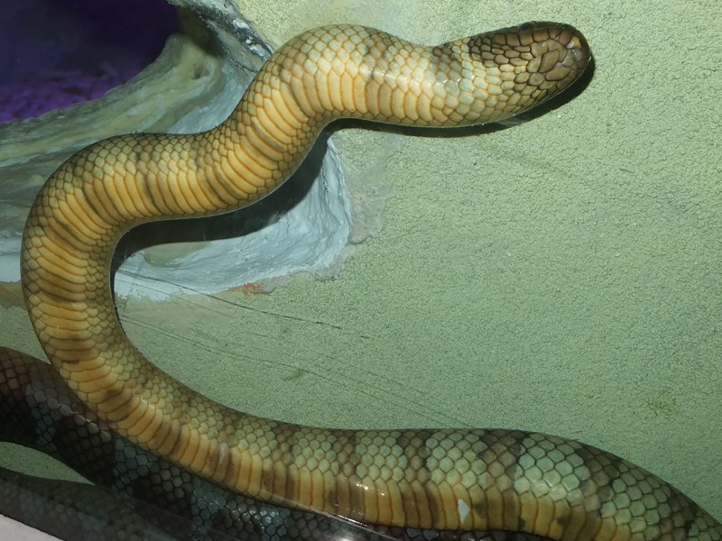 エラブウミヘビの写真・画像