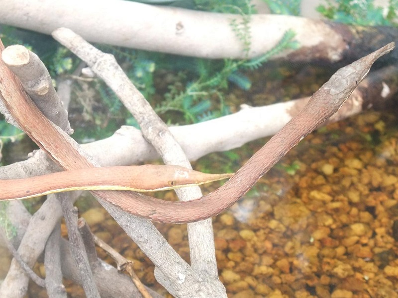 テングキノボリヘビの写真・画像