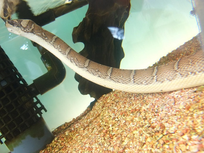 ヒロクチミズヘビの写真・画像