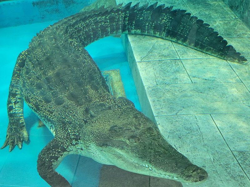 イリエワニの写真・画像