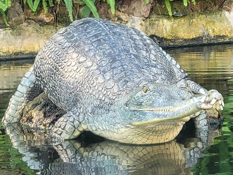 インドガビアルの写真・画像