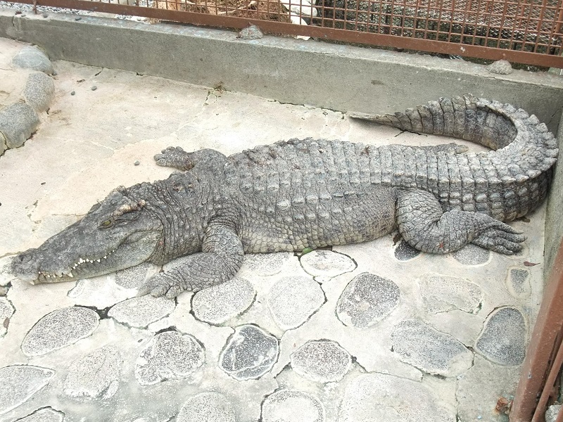 シャムワニの写真・画像
