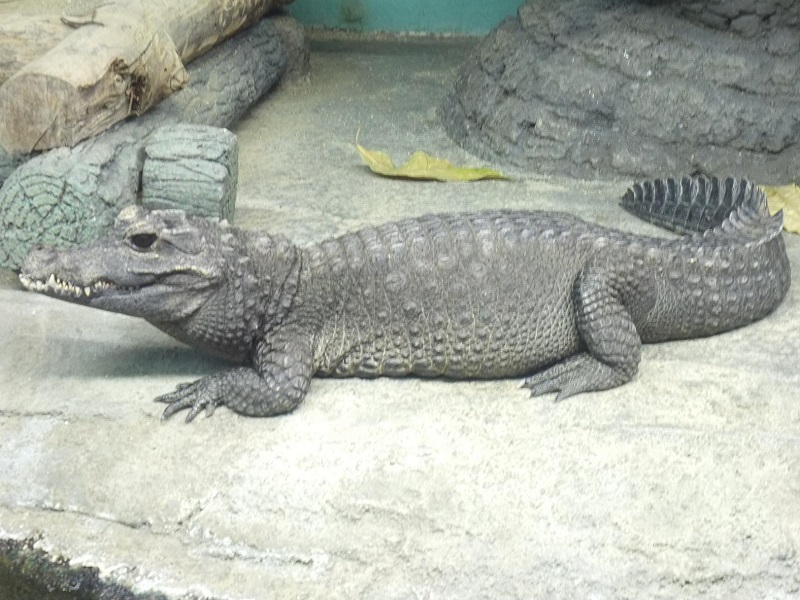 ニシアフリカコガタワニの写真・画像