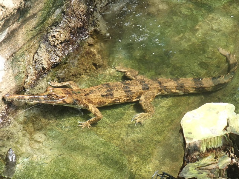 マレーガビアルの写真・画像