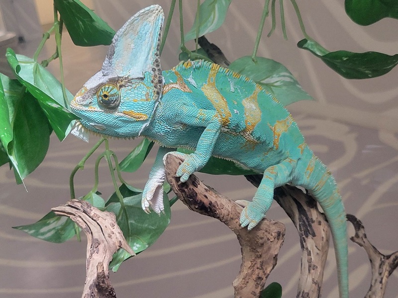 エボシカメレオンの写真・画像