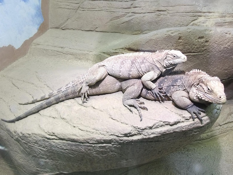 ケイマンイワイグアナの写真・画像