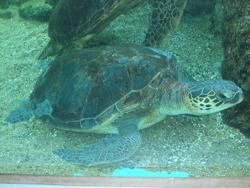アオウミガメの写真・画像