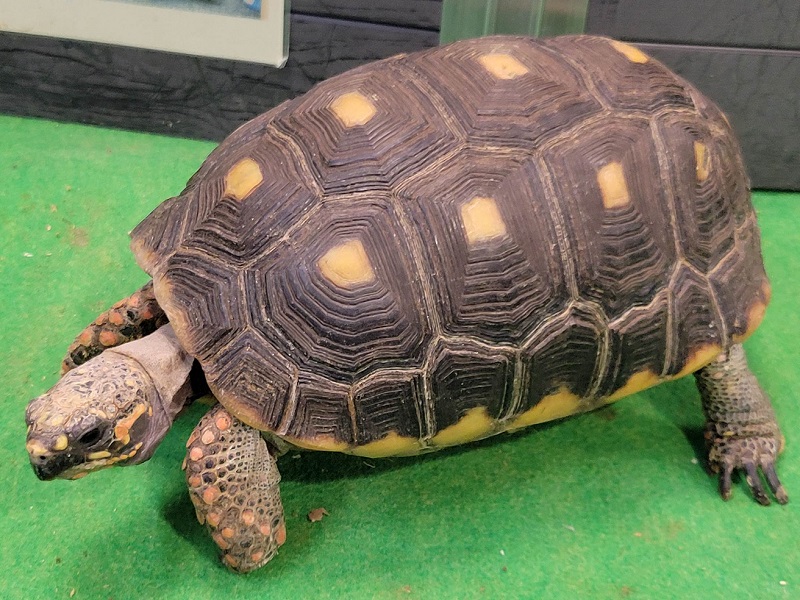 アカアシガメ（アカアシリクガメ）の写真・画像