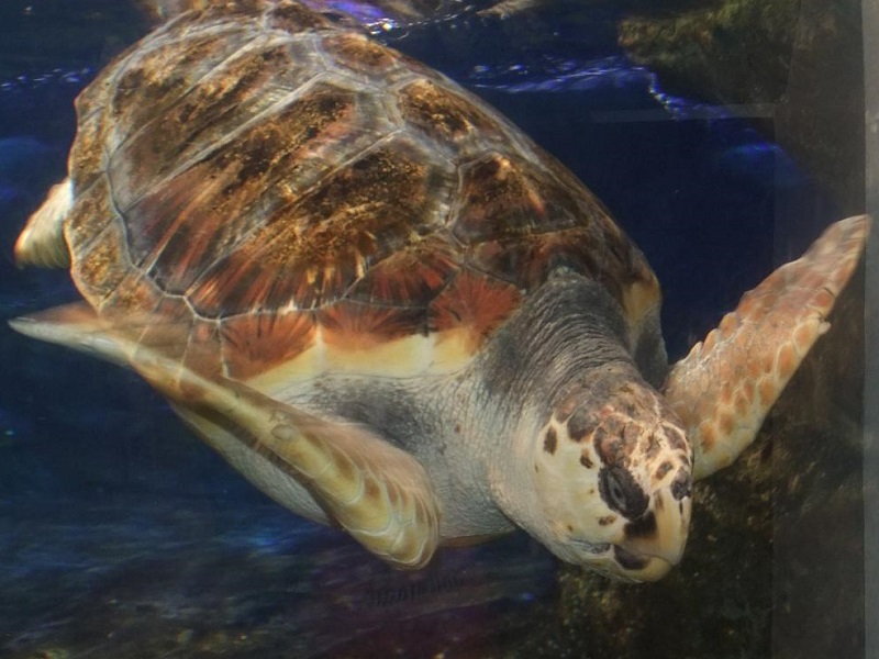 アカウミガメの写真・画像