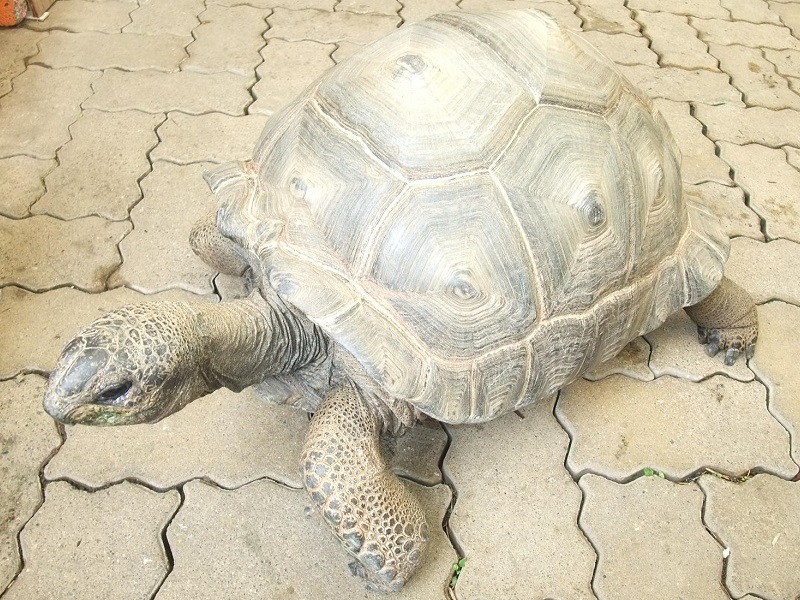 アルダブラゾウガメの写真・画像