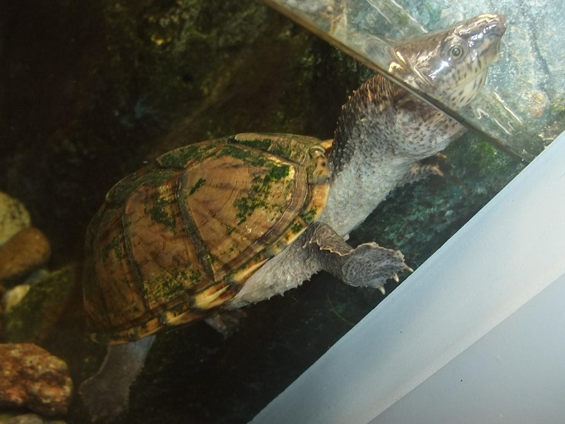カブトニオイガメの写真・画像