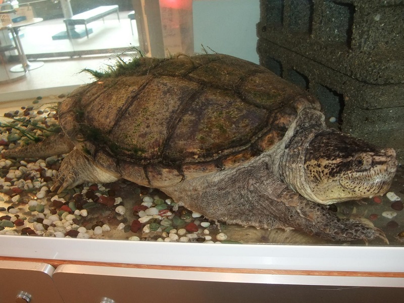 カミツキガメの写真・画像