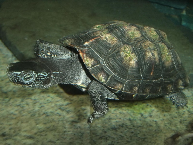 カントンクサガメの写真・画像