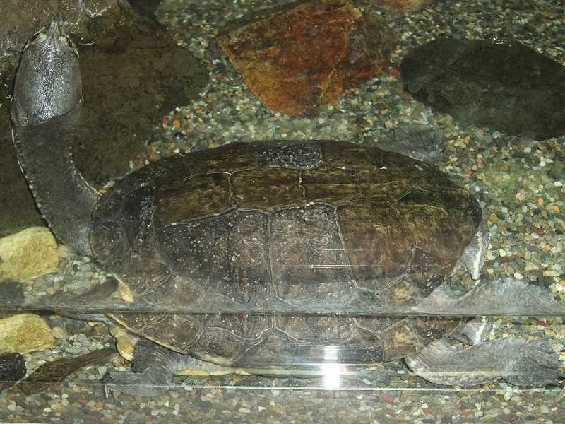 ギザミネヘビクビガメの写真・画像