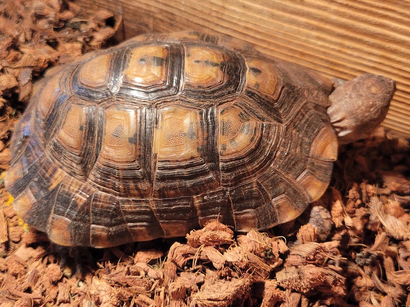 ギリシャリクガメの写真・画像